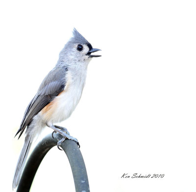 Hi-key Titmouse