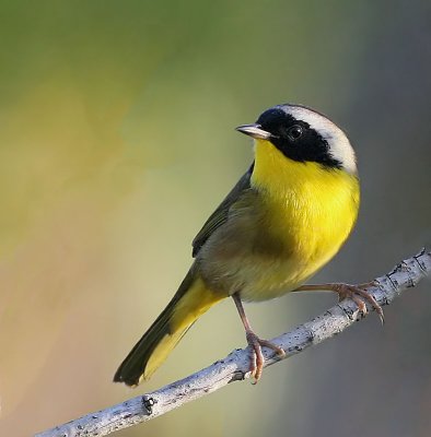 Common Yellowthroat Warbler