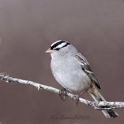 Sparrow, White-crowned