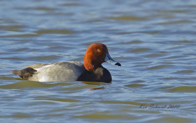 Redhead