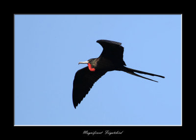  Frigatebirds, Magnificent