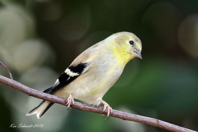 Goldfinch, American