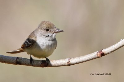  Flycatcher Brown-crested