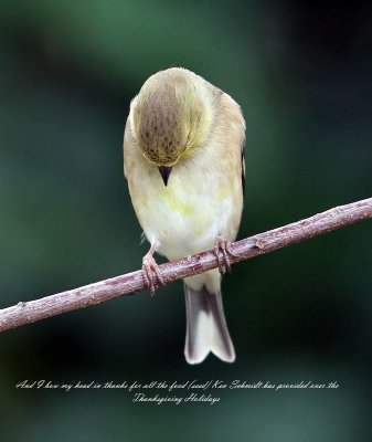 American Goldfinch giving thanks