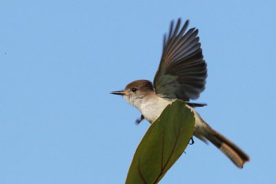 LaSargra's flycatcher, Bill Baggs park,Biscayne Bay