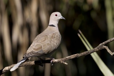  Eurasian Collared- Dove