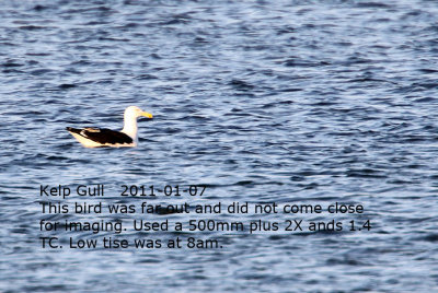 Kelp Gull