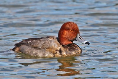 Redhead, Lake Davis, Orlando, Fl.