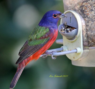  Male Painted Bunting at my feeder