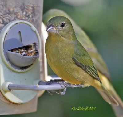 Female Painted Bunting at my feeder