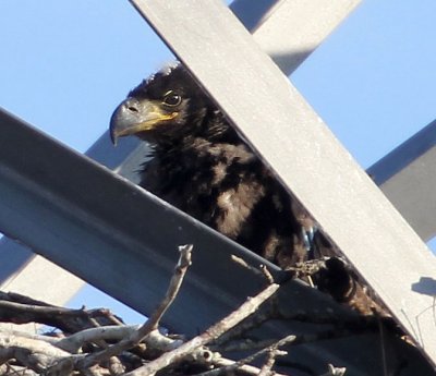 Eagle chick ,love the white fuzz on the head