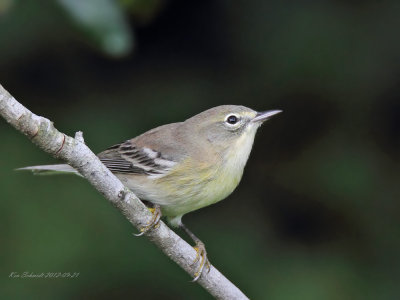 Pine Warbler, 1st year
