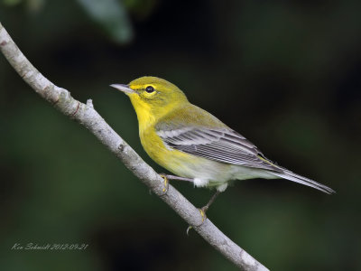 PIne Warbler, male