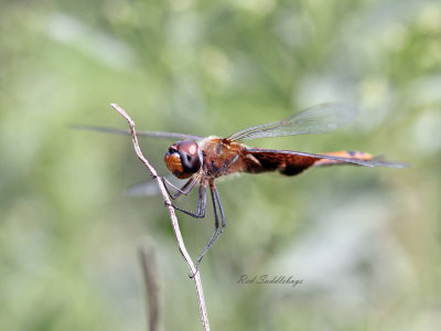 dragonflies_and_damselfies