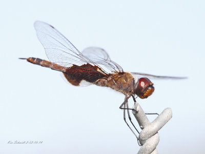 Carolina Saddlebags,Dragonfly