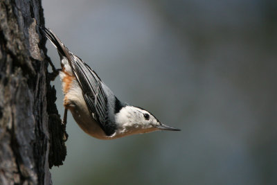  Nuthatch, White-breasted