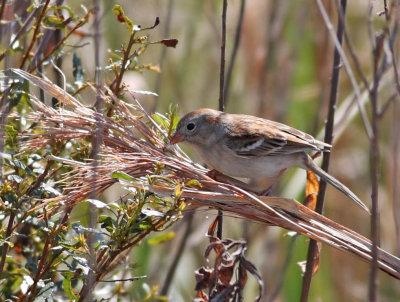  Sparrow, Field