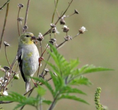   Goldfinch, American