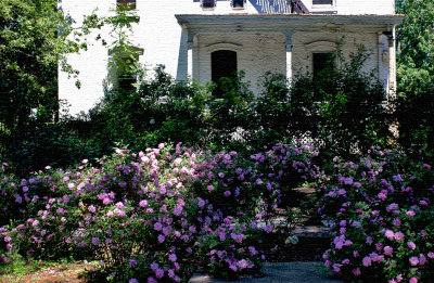 Rose garden