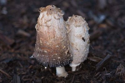 Mushrooms in the Mulch