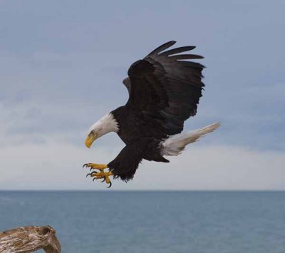 Eagles of Alaska