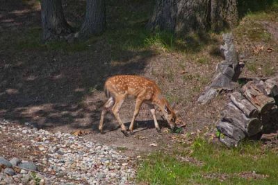 Spotted Fawn