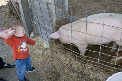 Zach Meets the Pigs