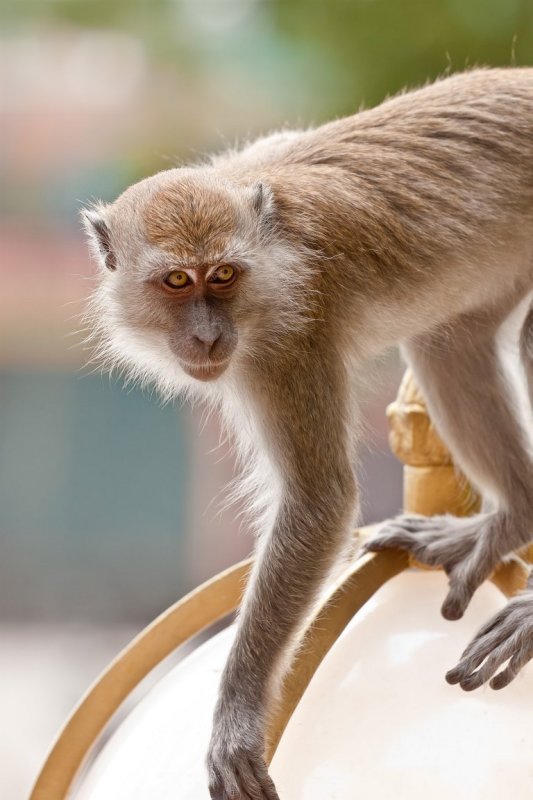 Long-Tailed Macaque Monkey