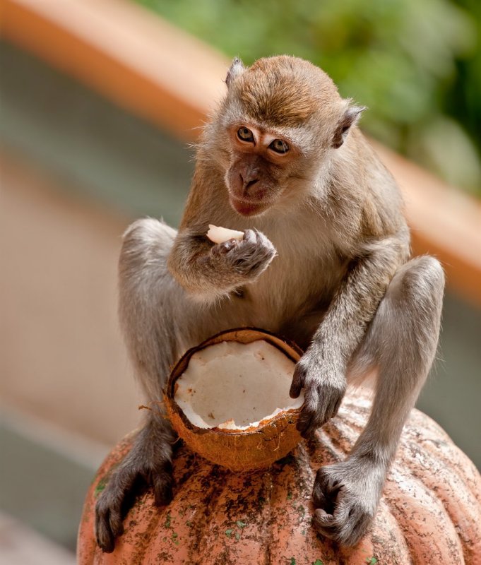 Long-Tailed Macaque Monkey