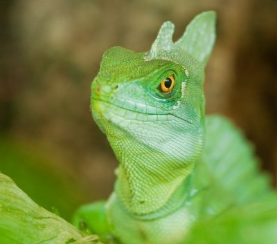Green Basilisk Lizard