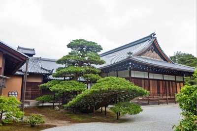 Shoguns Tree