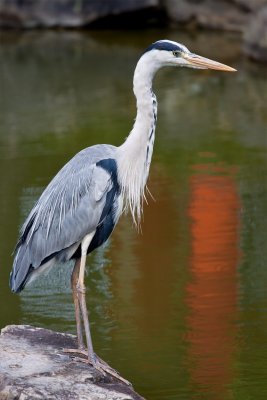 Grey Heron at Sanjusangen-do