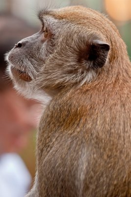 Long-Tailed Macaque Monkey