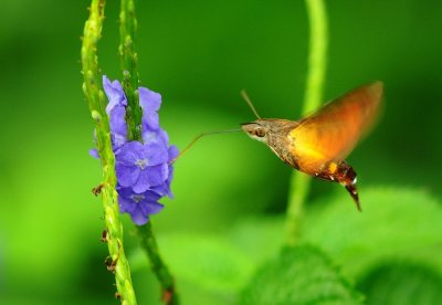 d90_October_Insect_bird_days