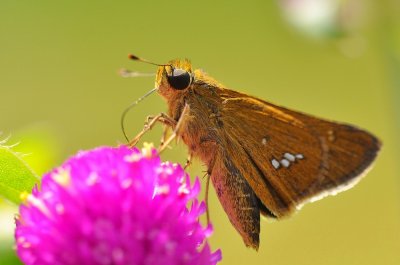 DSC_3996a.jpg