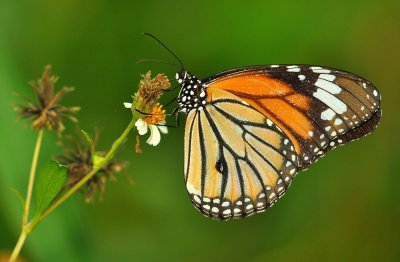 d90_October_Insect_bird_days