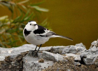 d90_december_birds_bugs