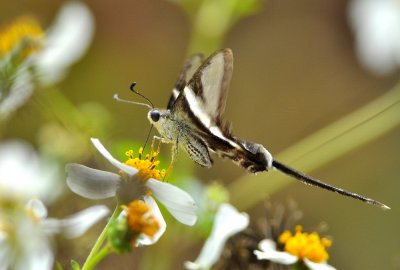 DSC_0882A.jpg