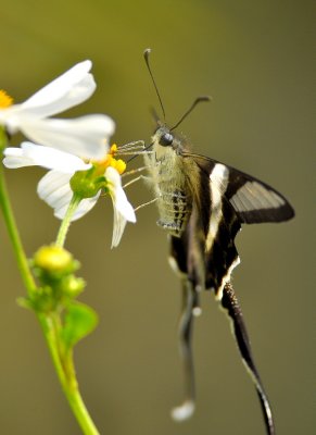 DSC_0909a.jpg