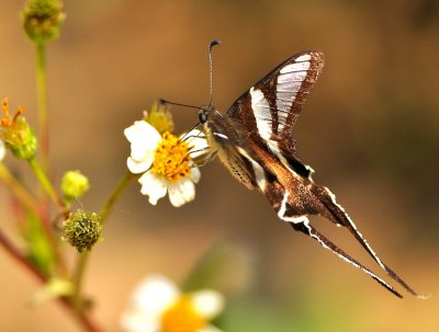 DSC_1007a.jpg
