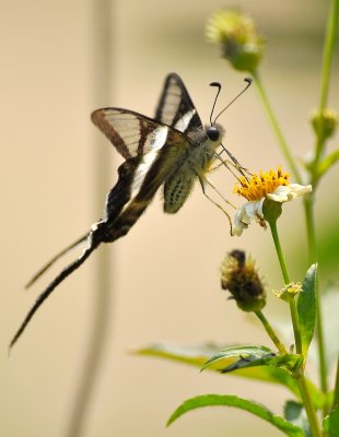 DSC_1123a.jpg