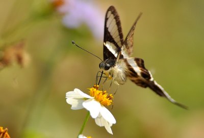 DSC_1137a.jpg