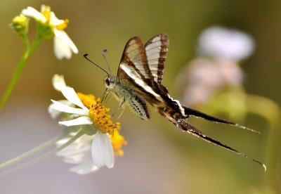 DSC_1155a.jpg
