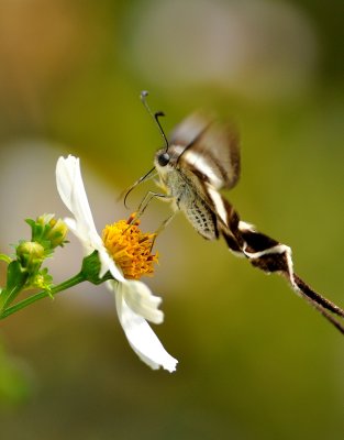 DSC_1166a.jpg
