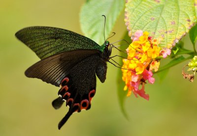 DSC_0786a.jpg