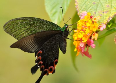 DSC_0789A.jpg