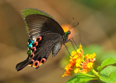 DSC_0802a.jpg