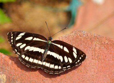 DSC_0831a   .jpg