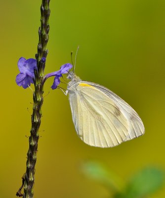 DSC_0945a.jpg