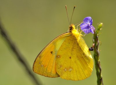 DSC_0999aζ.jpg